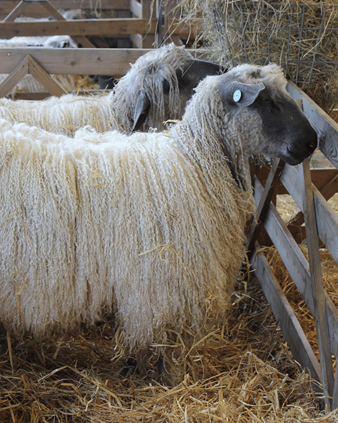 Wensleydale Wool Locks – Lustrous Curls for Spinning & Texture