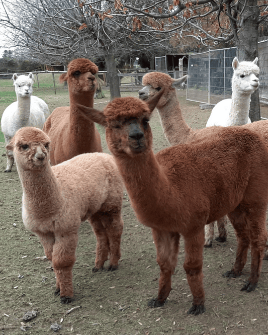 Undyed Alpaca Fibre