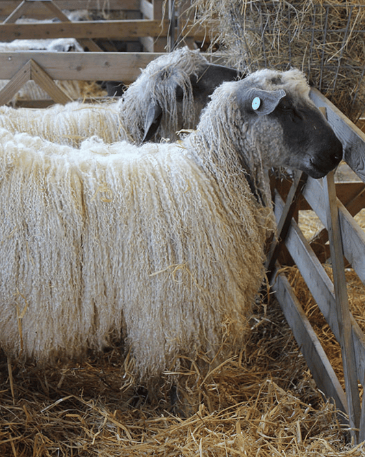 Wensleydale Wool Locks – Lustrous Curls for Spinning & Texture